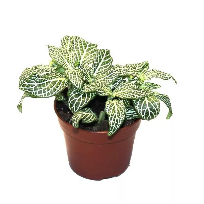 Фиттония микс d8,5 h10 