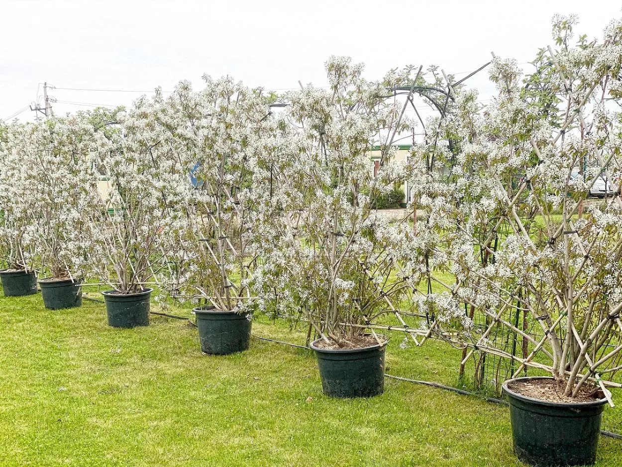 Ирга канадская С7,5 Н40-60 ЦО 