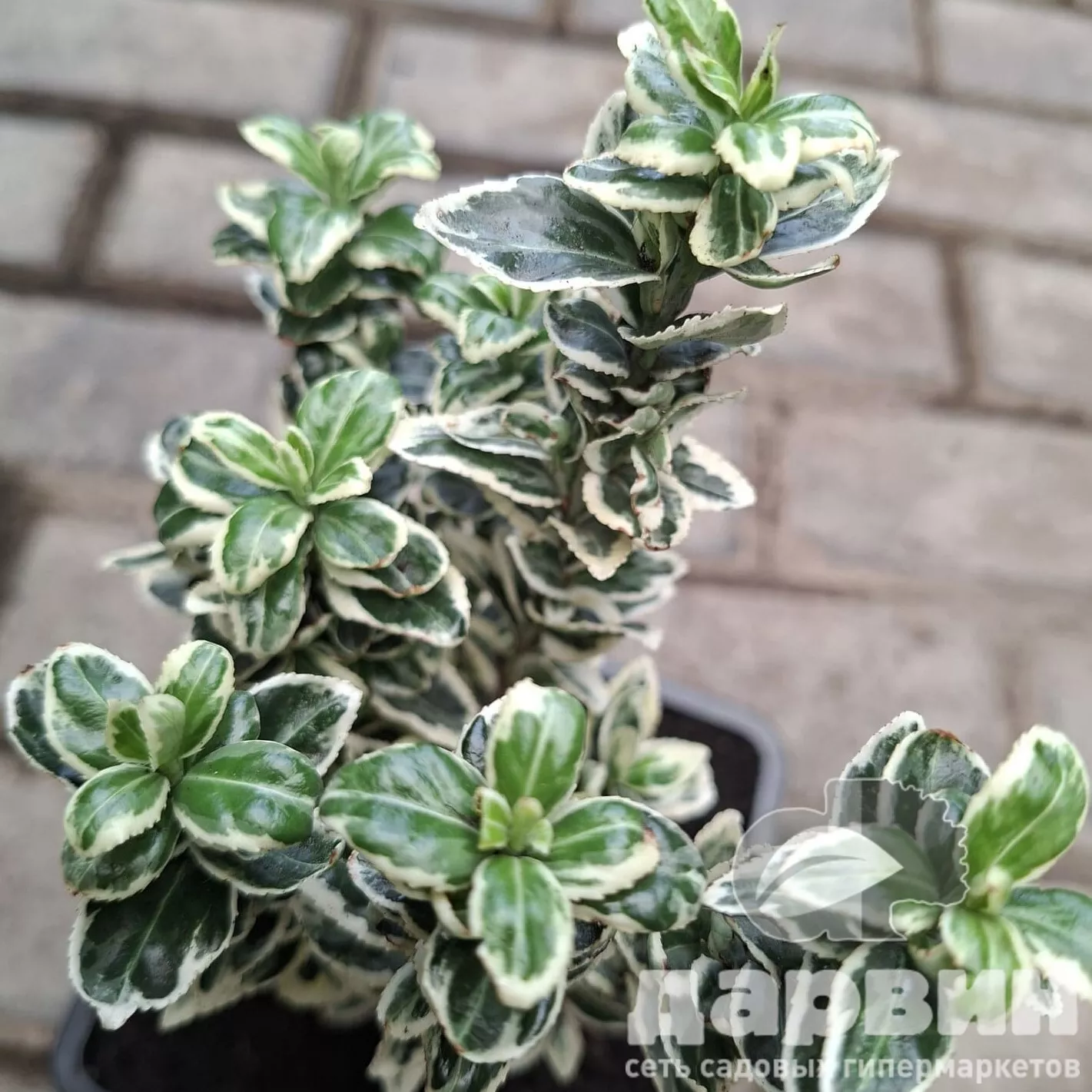 Бересклет японский Вайт Спайр v2 Lav 