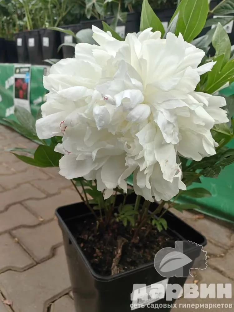 Пион Норма Волз v5 Tim 