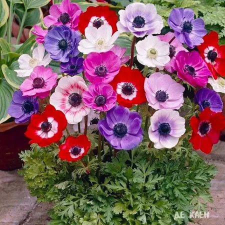 Клубень Анемона Де Каен  6/7 20 шт 