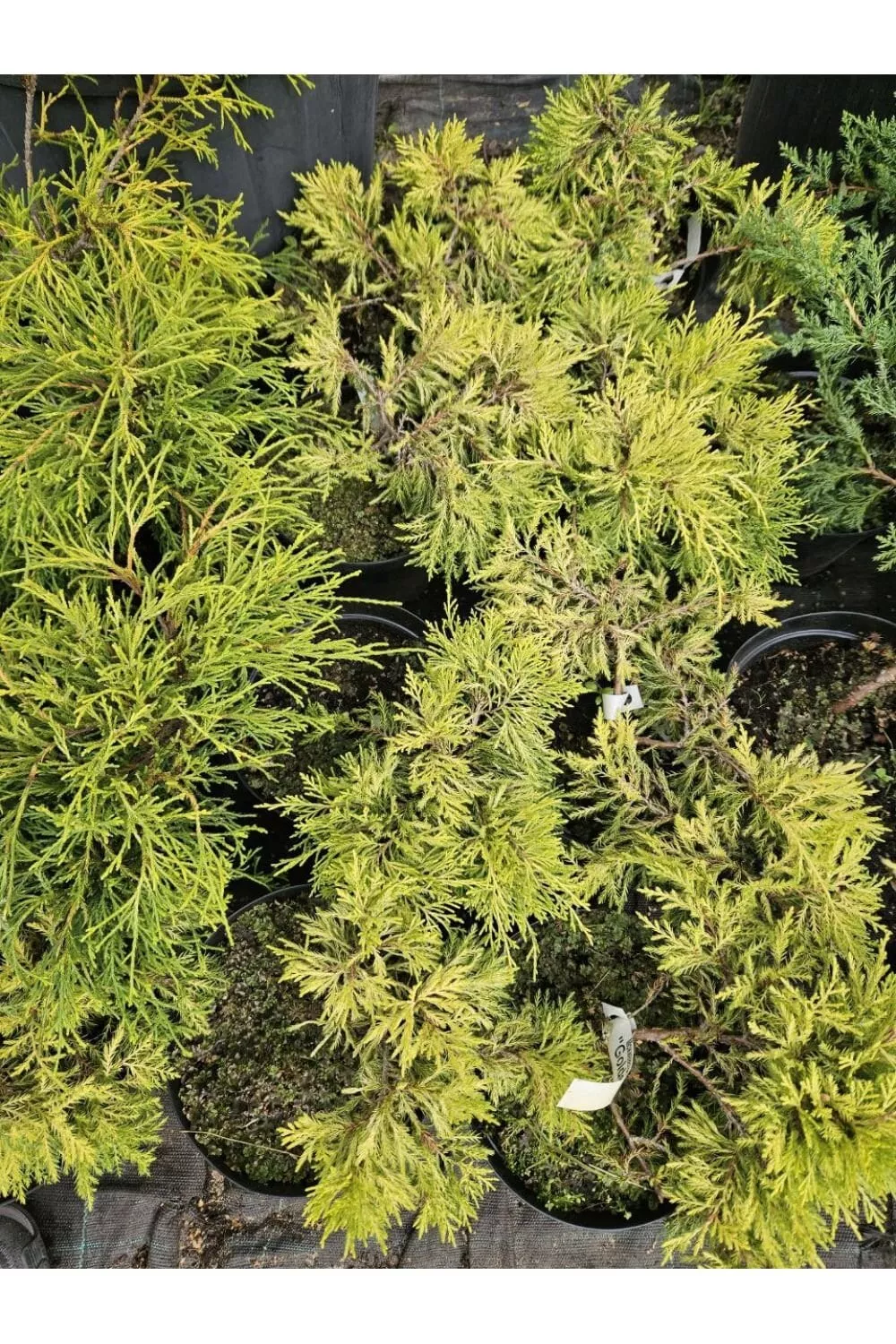 Можжевельник средний Голден Джой v5 штамб 75 Mt 