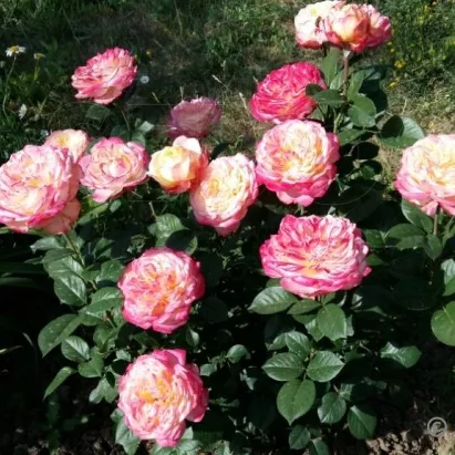 Роза в ассортименте С5 Кордес Dem 