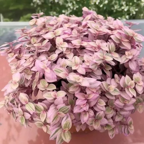 Каллизия Розато d10.5 h15 