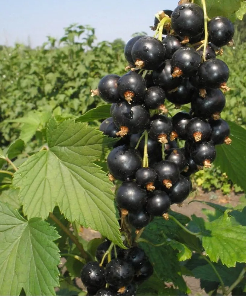 Смородина черная Багира v5 Lav 