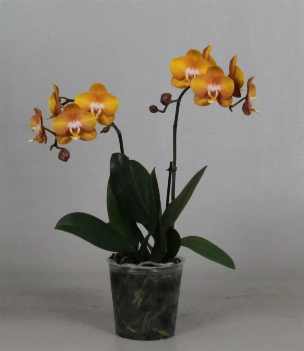 Фаленопсис Лас Вегас 2 ст d12 h40 