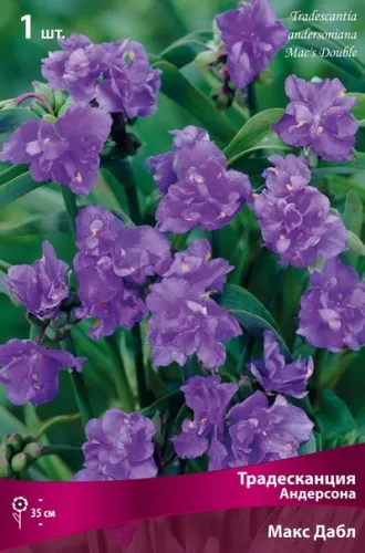 Кореневище Традесканция Андерсона Макс Дабл 1шт Поиск 