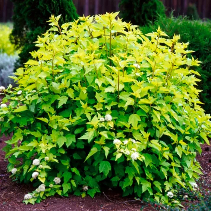 Пузыреплодник калинолистный Dart's Gold C5, 70-80 UL 