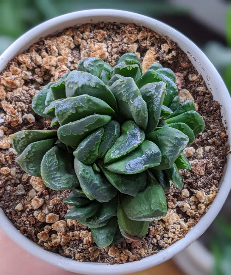 Хавортия Трунката d7 h8 