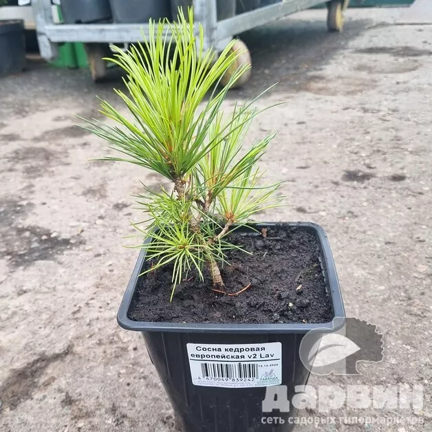 Сосна кедровая европейская v2 Lav 