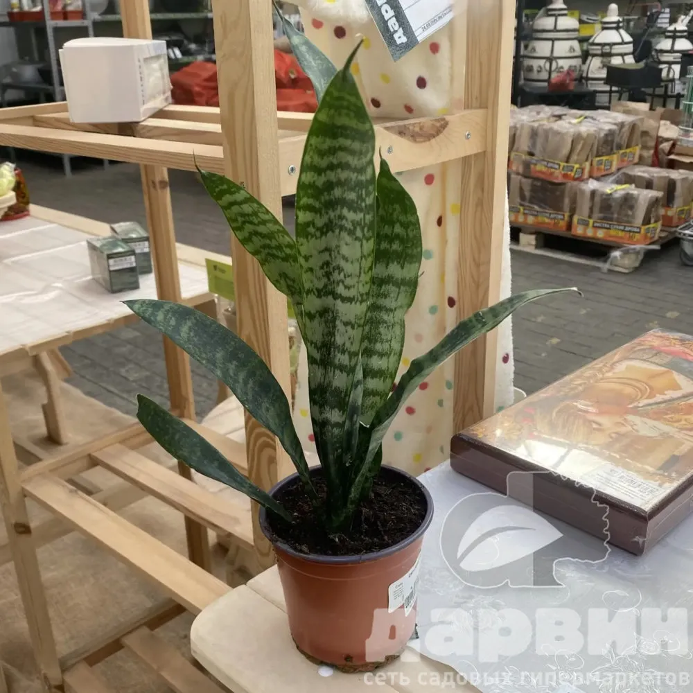 Сансеверия d12 ЕТК 