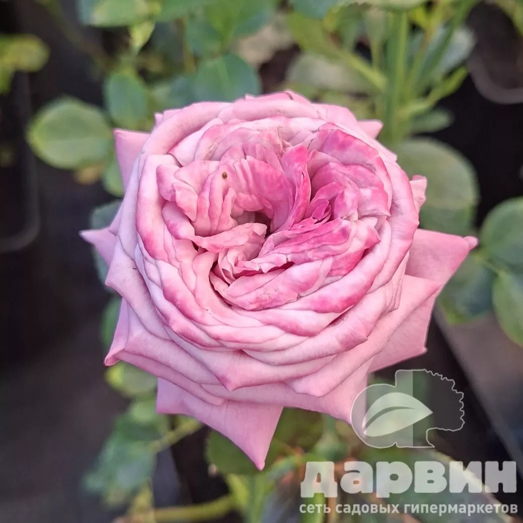 Роза спрей Блу Бабблс v5 Lav 