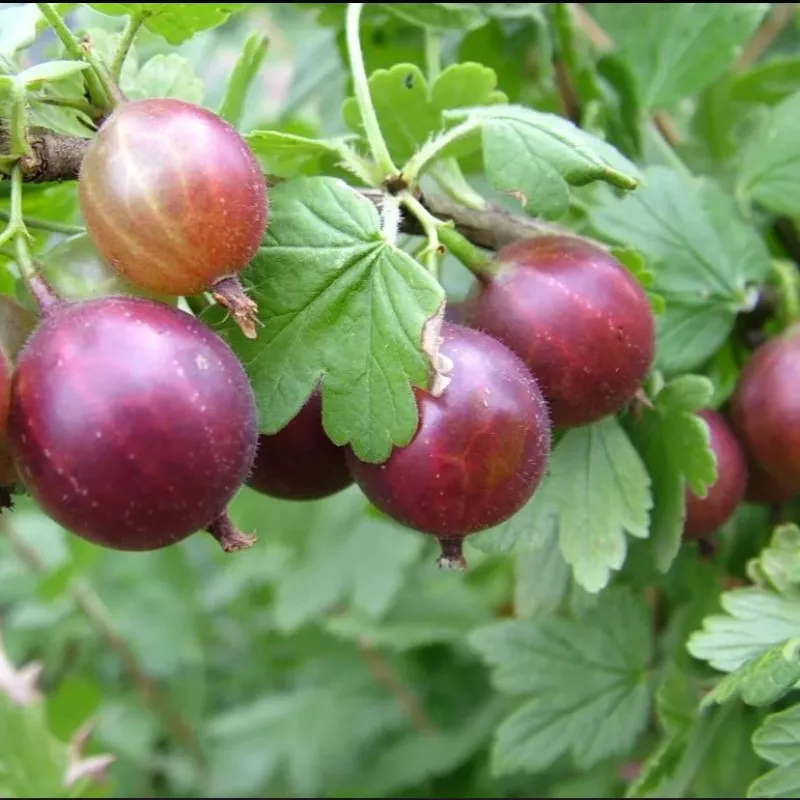 Крыжовник Юбиляр красн v2 Tim 