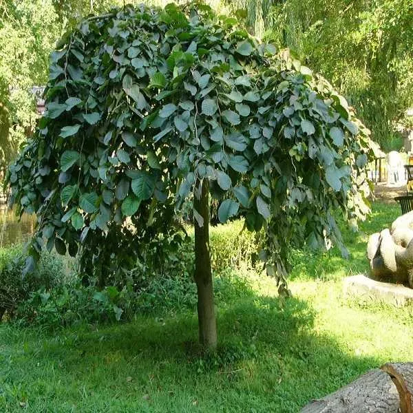 Вяз шершавый Кампердоуни v20 штамб 200-220 