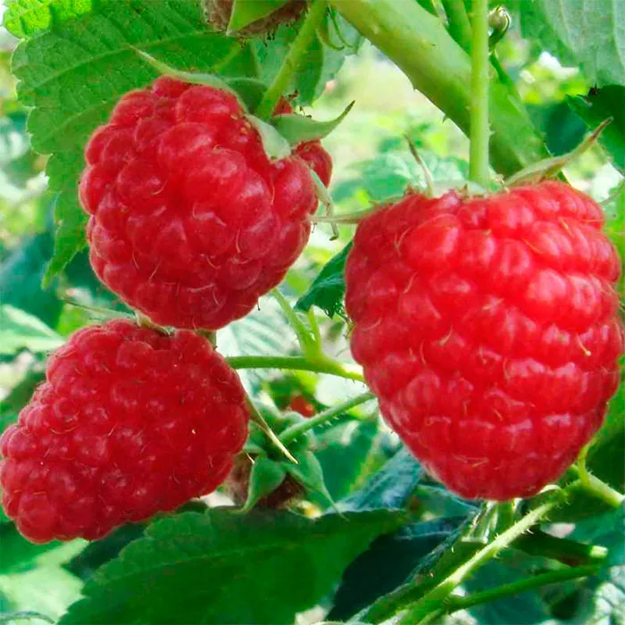 Малина Журавлик красная v3-5 