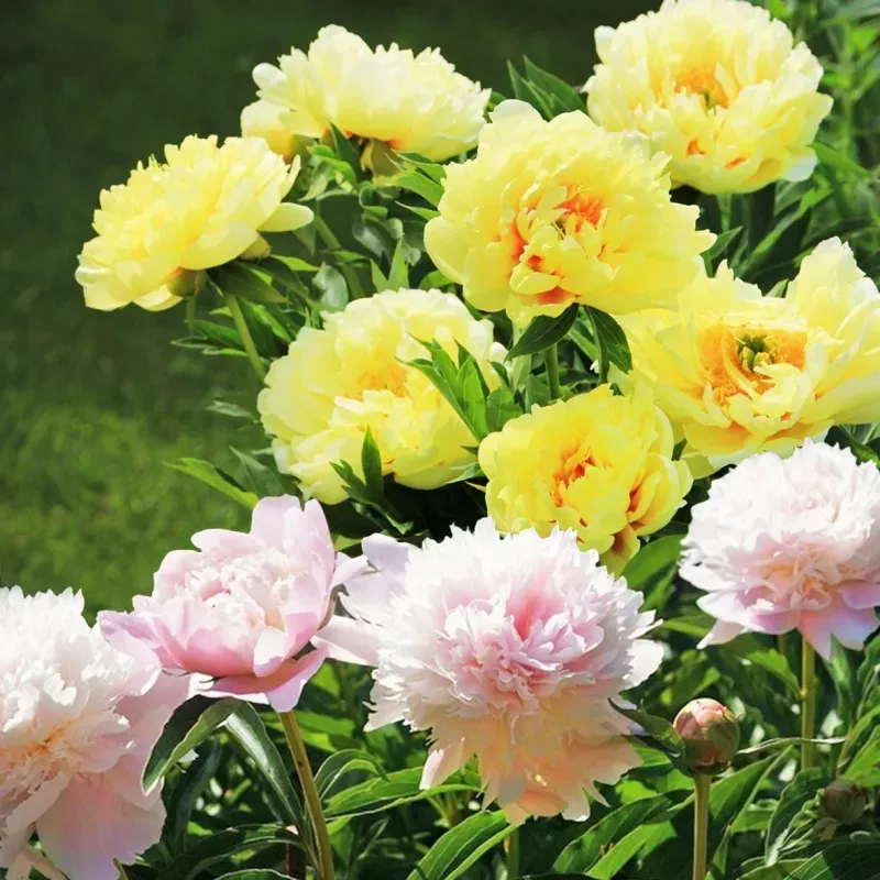 Инструкция по посадке и уходу за пионами