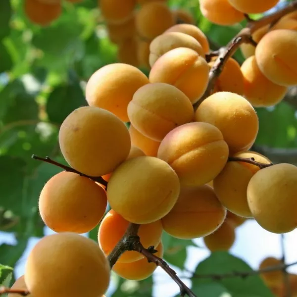 Абрикос Лель v7 100-120 Tim 