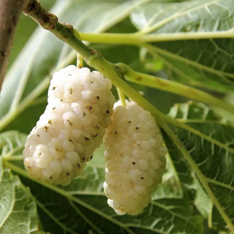 Шелковица белая v3-5 Tim-Tw 