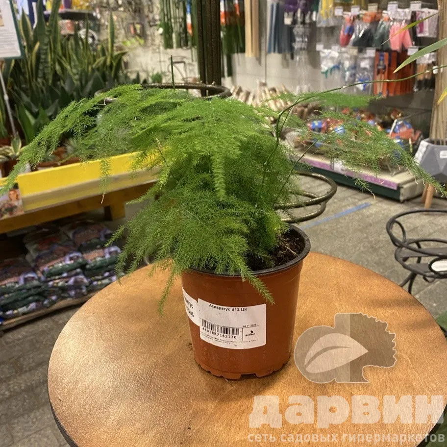 Аспарагус d12 ЦК 