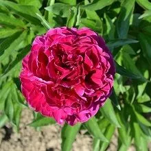 Пион травянистый Адольф Руссо (в тубе) 