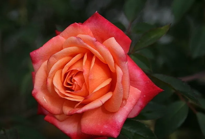 Роза спрей Реванш v5 Lav 