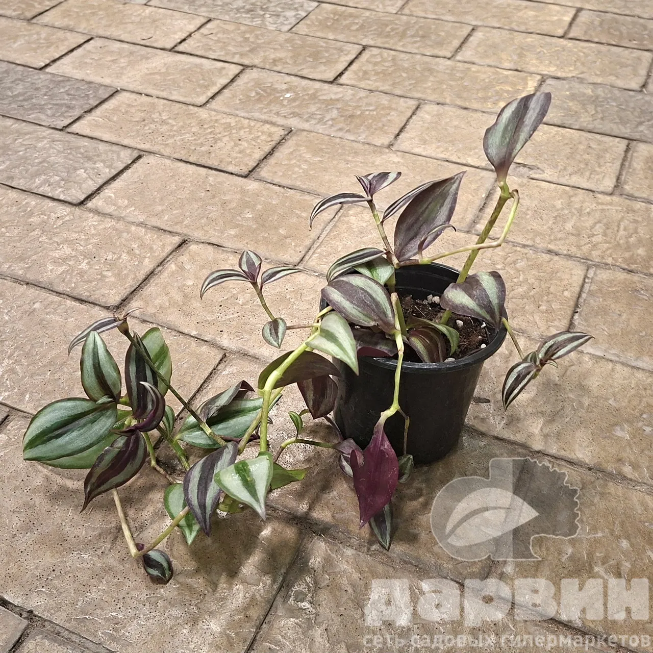 Традесканция зебрина d12 Tim 