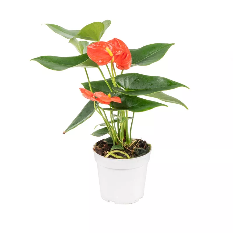 Антуриум андрианум Солара d12 h 45 