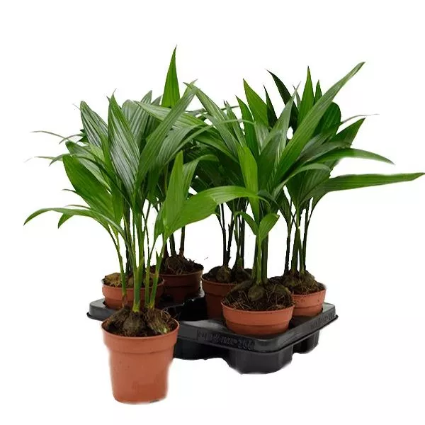 Арека Катеху d12 h50 