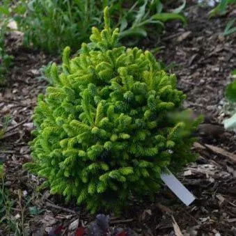 Растение ель сербская Певе Тин 40-50 cm cont. 20L Mt 