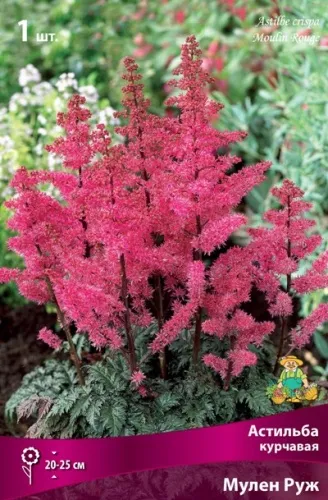 Корневище Астильба курчавая Мулен Руж I 1шт Поиск 