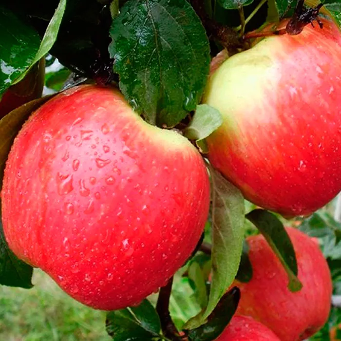 Яблоня Юбилей Москвы v7/10 120-140 Tim 