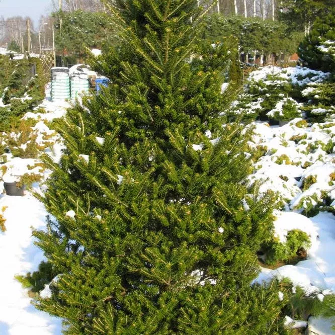 Растение пихта корейская Верденер С10/40-50 