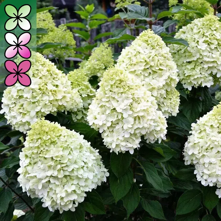 Гортензия метельчатая Геркулес v3 Lav 