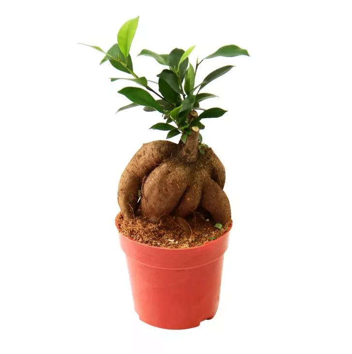 Фикус микрокарпа Гинсенг d9 