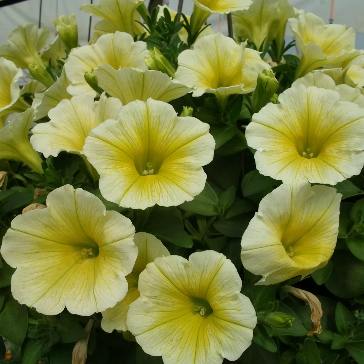 Петуния Шар Потуния Плюс Yellow желтая D23 ПВ 