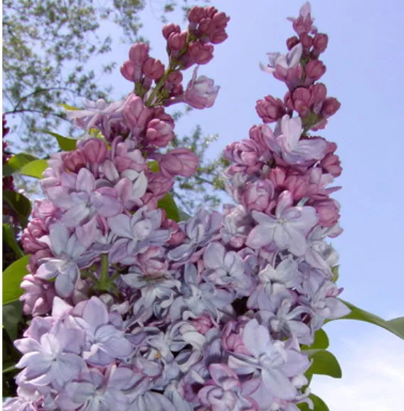 ОсновноеИзображение