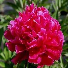 Пион травянистый Ле Эклатант (в тубе) 