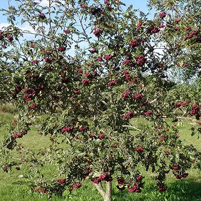 Рябина Гранатная 150-175 Tim-Sav 