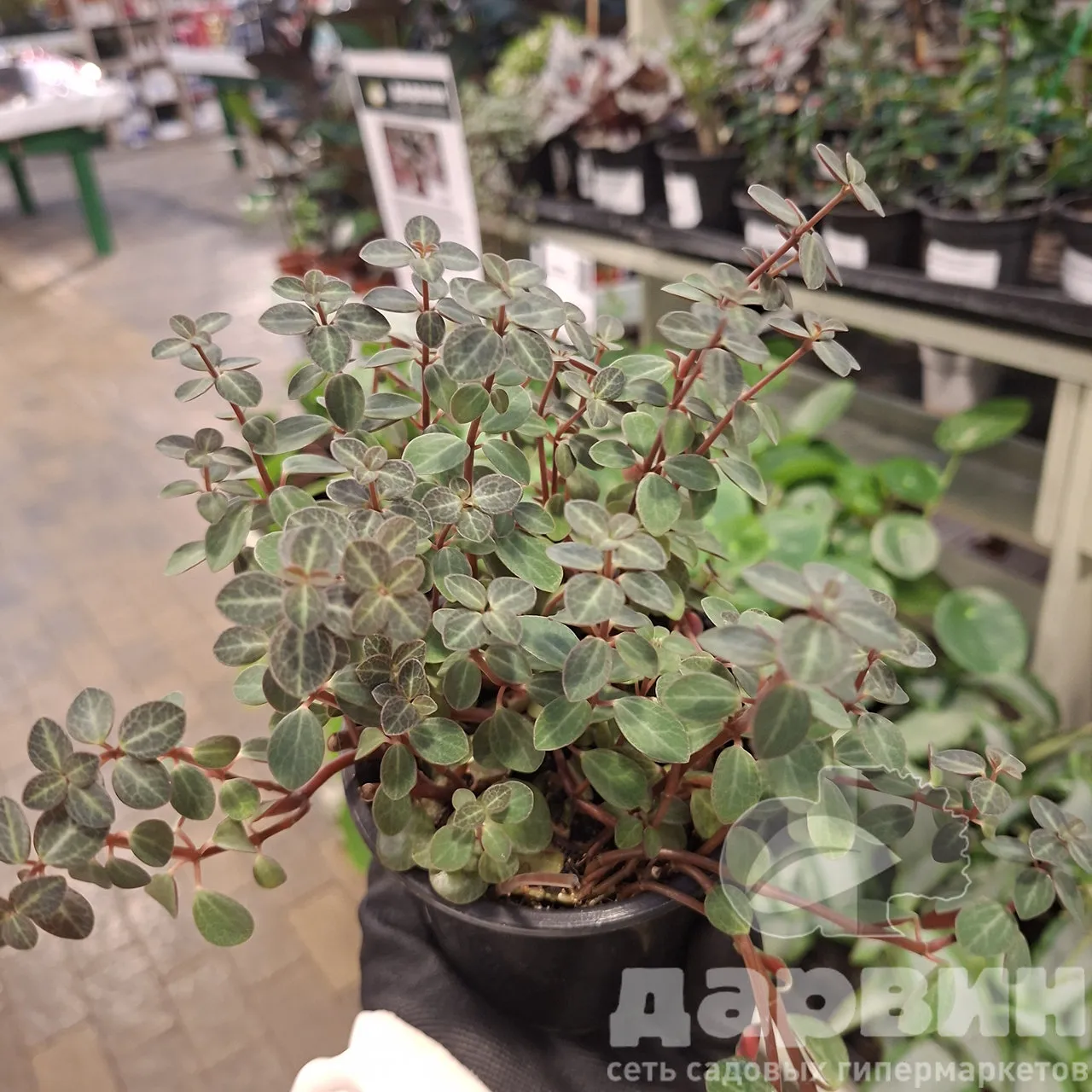 Пеперомия Рубелла д11 тим (2) WM