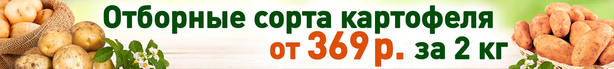 Семенной картофель