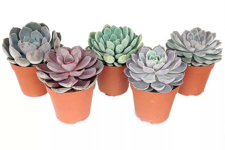 Эхеверия микс d8 h10 