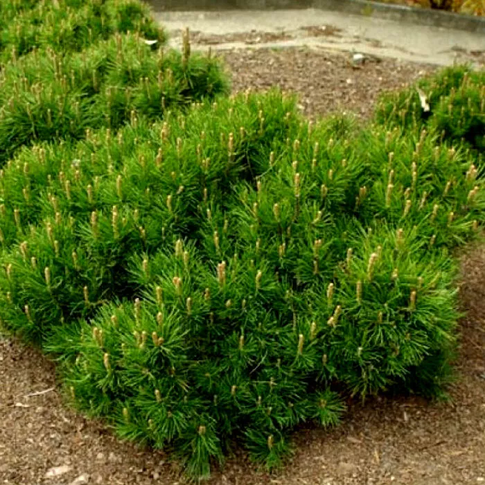 Растение сосна горная вар.пумило 30-40см 