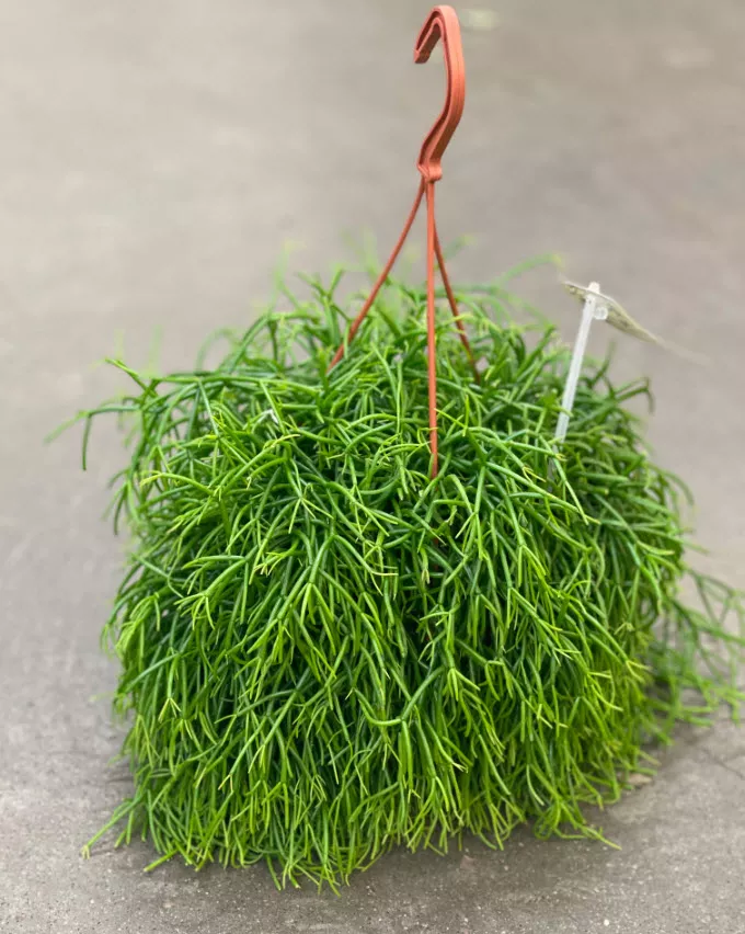 Рипсалис Бацифера Оазис d10 h15 