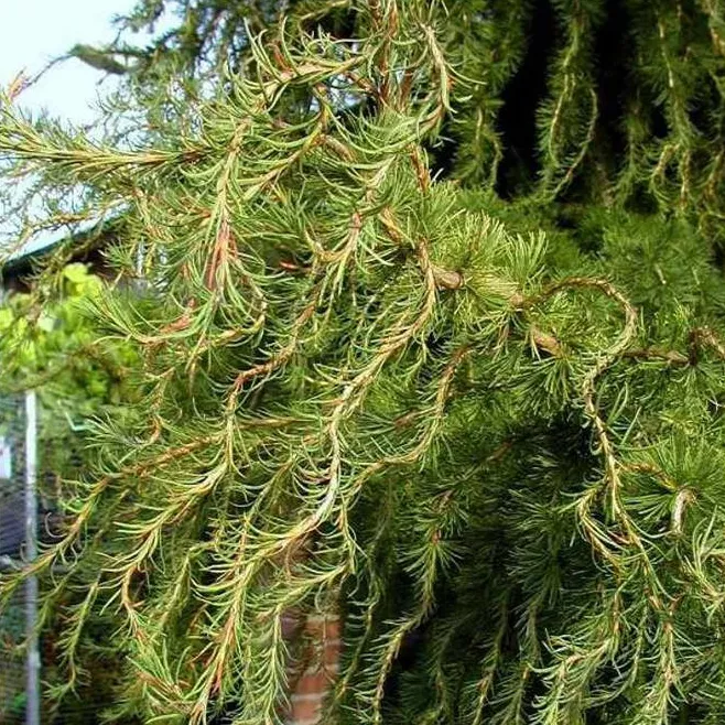 Лиственница японская "Диана" 300-350см с90 