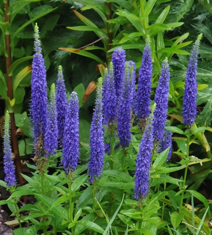 Корневище Вероника колосковая Нана Блаутепих 1шт. Поиск 