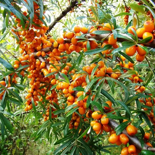 Облепиха плодовая Оранжевая с3-5 