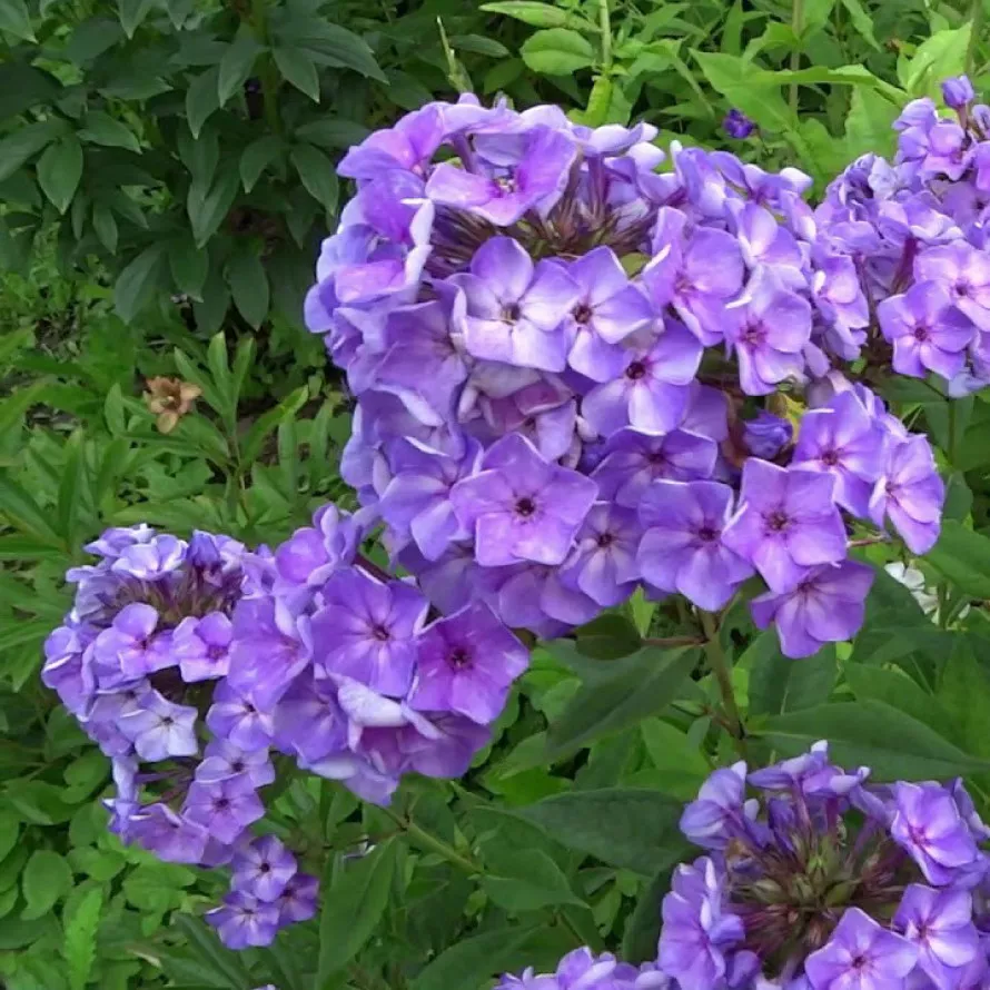 Флокс метельчатый "Капелька" d19 ЕТК 