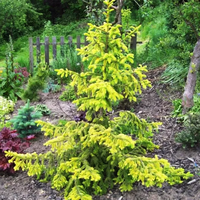 Ель сербская Aurea 60-80 по цене  Ель сербская Aurea 60-80