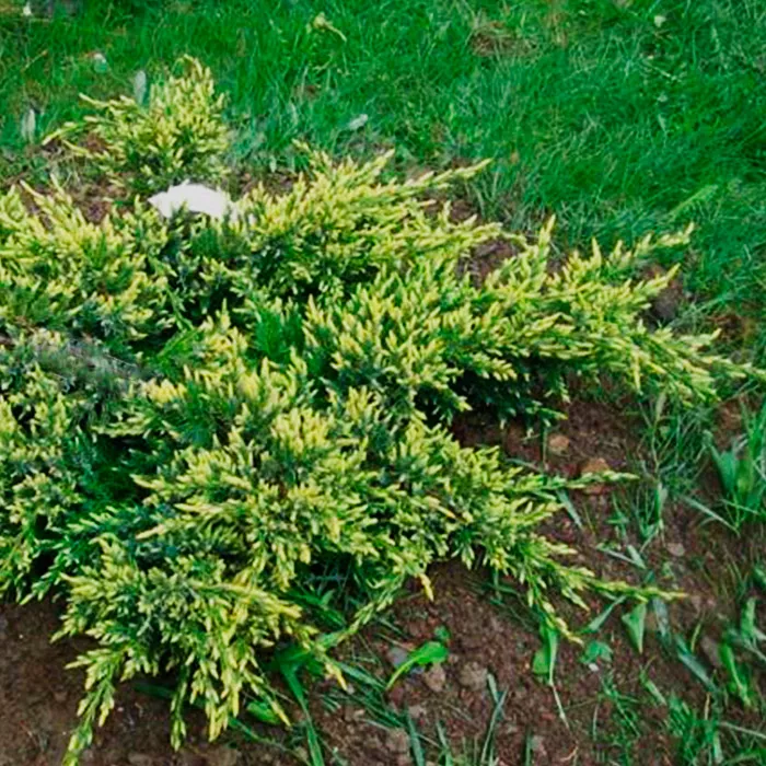 Можжевельник чешуйчатый Дрим Джой v7,5 40-60 