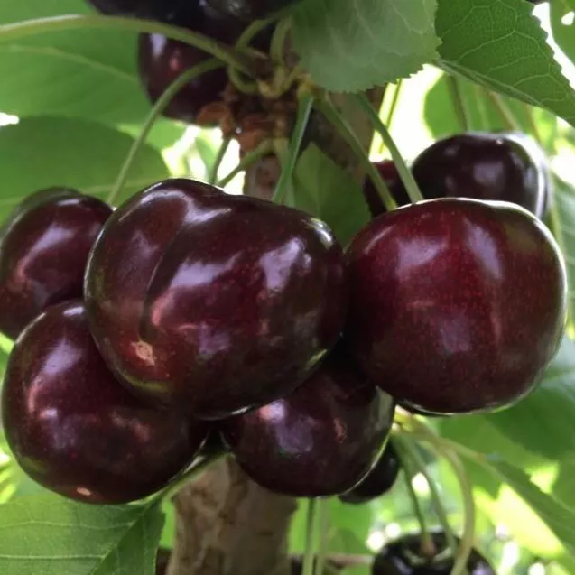 Черешня Теремошка средн v7 100-140 Tim 
